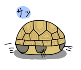 Turtle Life sticker #6321523
