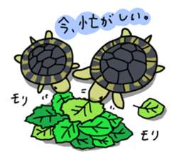 Turtle Life sticker #6321532