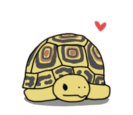 Turtle Life sticker #6321533