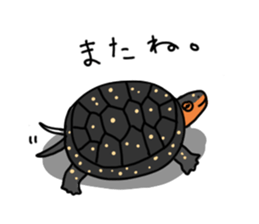 Turtle Life sticker #6321539