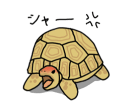 Turtle Life sticker #6321540