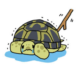 Turtle Life sticker #6321551