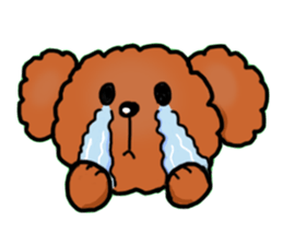 Toy poodle"Niko" sticker #6331424