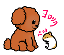 Toy poodle"Niko" sticker #6331428