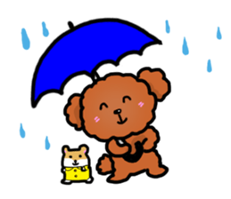 Toy poodle"Niko" sticker #6331441