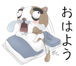 Crazy face of cat sticker #6344021