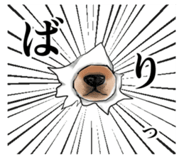 Japanese Shiba inu stickers! sticker #6349617