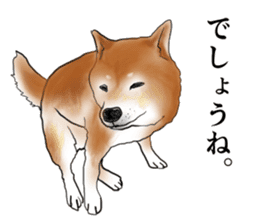 Japanese Shiba inu stickers! sticker #6349619