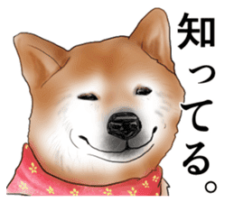 Japanese Shiba inu stickers! sticker #6349632