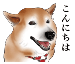 Japanese Shiba inu stickers! sticker #6349638
