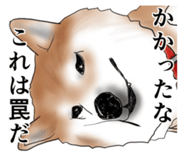 Japanese Shiba inu stickers! sticker #6349641