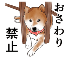 Japanese Shiba inu stickers! sticker #6349647