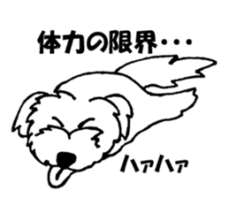Mr. RI of a Maltese dog sticker #6351008