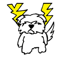 Mr. RI of a Maltese dog sticker #6351026