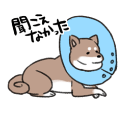 Ms Hachiko sticker #6353431