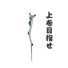 Japanese fish club sticker #6355249