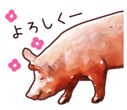 Watercolor Swine sticker sticker #6357114