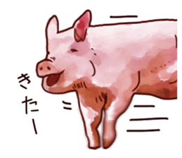 Watercolor Swine sticker sticker #6357137