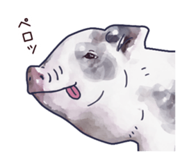 Watercolor Swine sticker sticker #6357140