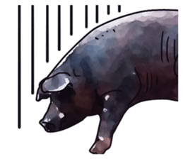 Watercolor Swine sticker sticker #6357143