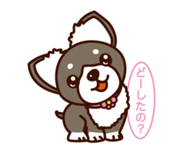 Chi-chan of Chihuahua dog. sticker #6361952