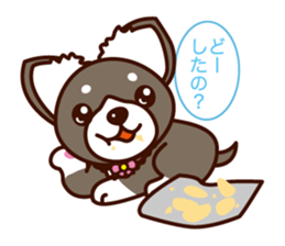 Chi-chan of Chihuahua dog. sticker #6361957