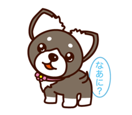 Chi-chan of Chihuahua dog. sticker #6361958