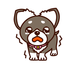 Chi-chan of Chihuahua dog. sticker #6361963