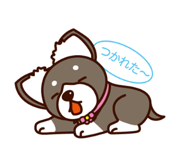 Chi-chan of Chihuahua dog. sticker #6361975