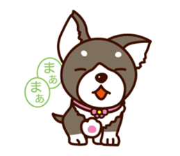 Chi-chan of Chihuahua dog. sticker #6361977