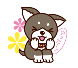 Chi-chan of Chihuahua dog. sticker #6361985