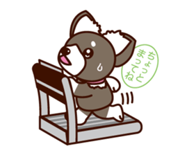 Chi-chan of Chihuahua dog. sticker #6361990