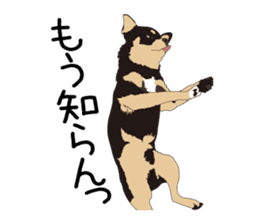 Chihuahua Coco & Louis and Friends vol.1 sticker #6371794