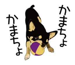 Chihuahua Coco & Louis and Friends vol.1 sticker #6371796