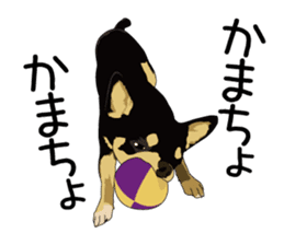 Chihuahua Coco & Louis and Friends vol.1 sticker #6371796