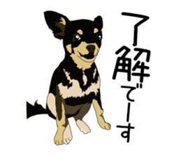 Chihuahua Coco & Louis and Friends vol.1 sticker #6371797