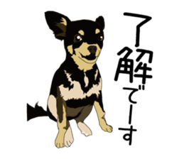 Chihuahua Coco & Louis and Friends vol.1 sticker #6371797