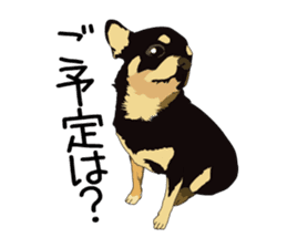 Chihuahua Coco & Louis and Friends vol.1 sticker #6371798