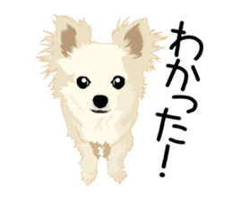 Chihuahua Coco & Louis and Friends vol.1 sticker #6371809