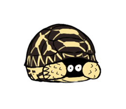 Tortoise diary sticker #6377256