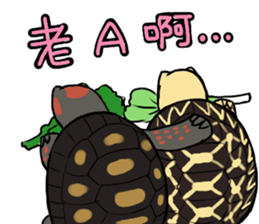 Tortoise diary sticker #6377264