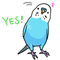 piko the budgerigar sticker #6381364