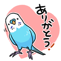 piko the budgerigar sticker #6381368
