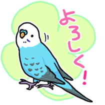 piko the budgerigar sticker #6381370