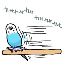 piko the budgerigar sticker #6381373