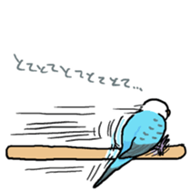 piko the budgerigar sticker #6381374