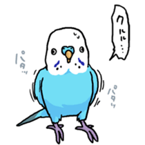 piko the budgerigar sticker #6381376