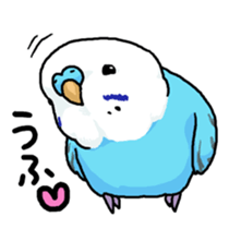 piko the budgerigar sticker #6381388