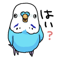 piko the budgerigar sticker #6381389