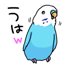 piko the budgerigar sticker #6381390